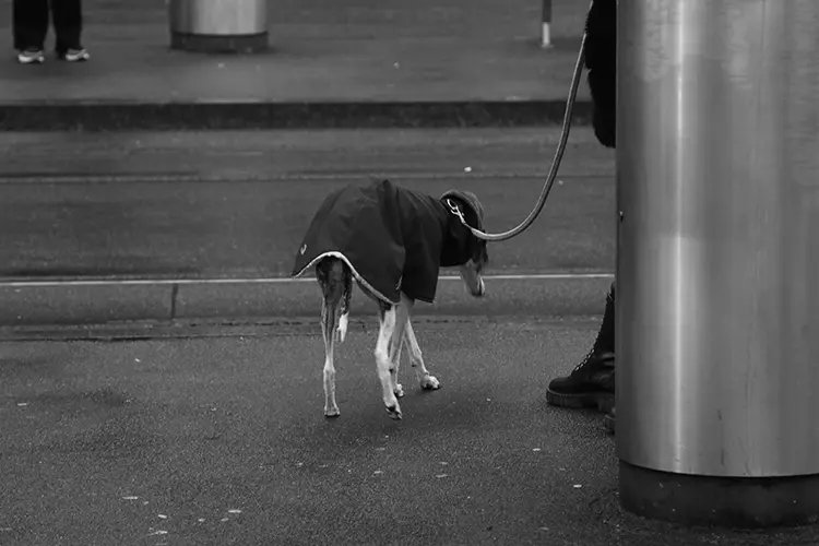 Fotografie Langstrasse 160